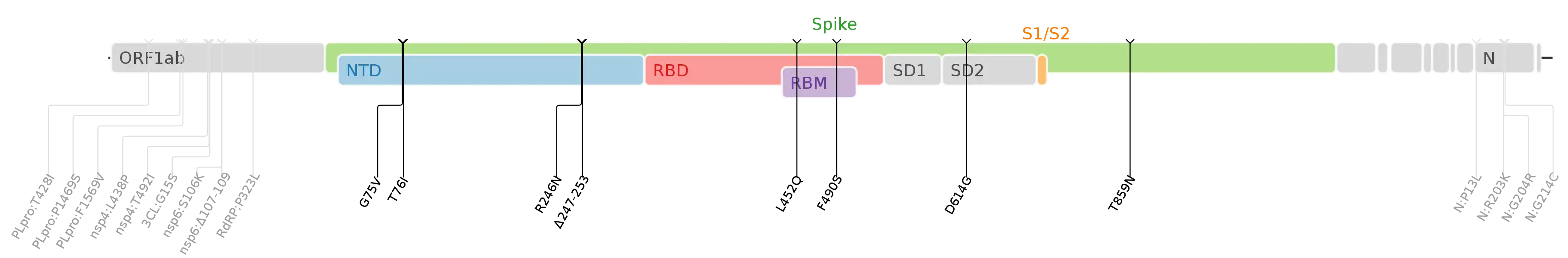 スパイクタンパク質に焦点を当てたSARS-CoV-2のゲノムマップ上にプロットされたラムダ株のアミノ酸変異。
