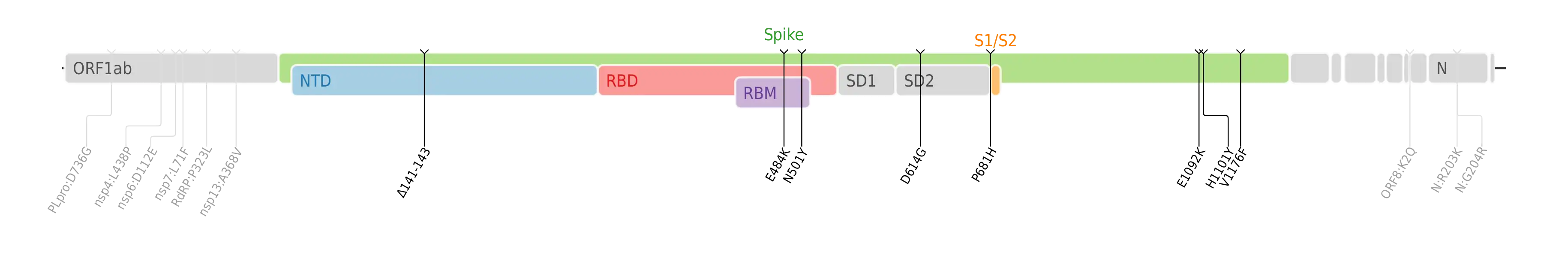スパイクタンパク質に焦点を当てたSARS-CoV-2のゲノムマップ上にプロットされたシータ株のアミノ酸変異。