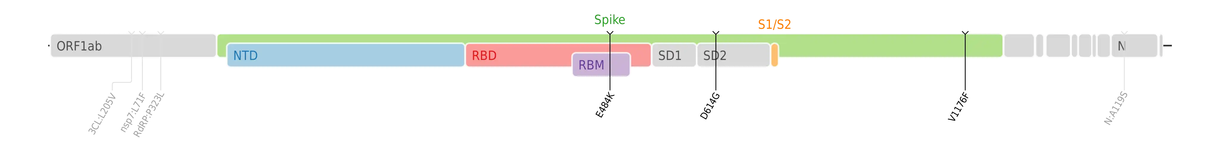 スパイクタンパク質に焦点を当てたSARS-CoV-2のゲノムマップ上にプロットされたゼータ株のアミノ酸変異。