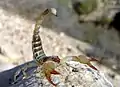 サソリ目(イスラエルゴールドスコーピオン Scorpio maurus)