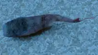 復元モデル（全身上面より）