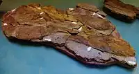 複数の個体が一箇所にまとまった状態で発掘された化石標本パリの国立自然史博物館の収蔵品