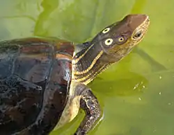 ヨツメイシガメ