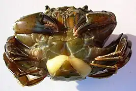 カニ類の1種ヨーロッパミドリガニ Carcinus maenas に寄生したフクロムシ類の1種 Sacculina carcini