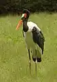クラハシコウE. senegalensis