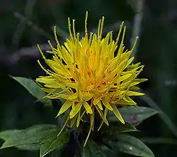 ベニバナ - アザミのような形状、黄色から橙色の花を咲かせる