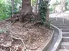 相模野礫層　標高30m付近 2009年11月16日撮影