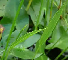 発生初期にみられるヘラ状の葉。
