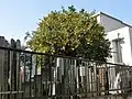 西念寺墓地内にある夏蜜柑の樹