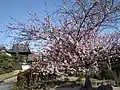 緋寒桜