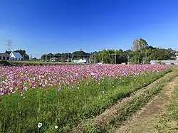 鹿室地区のコスモス(2014年11月)