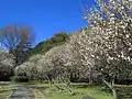 梅林の白梅