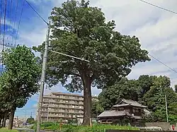 山崎の大ケヤキ(2016年8月)
