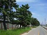 勘兵衛松