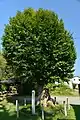 徳川家康御手植えとされる逆銀杏。