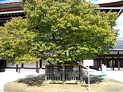左近桜