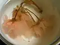 桜花の塩漬を湯で戻す（2011年3月29日撮影）