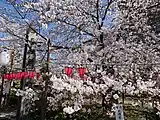 土佐公園から鳥居をくぐり、石宮神社脇の参道を過ぎた辺りの桜。