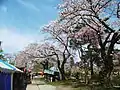 桂城公園の桜