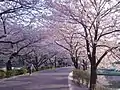 桜並木