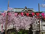 社務所前の桜。奥は拝殿。