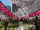 石宮神社前の参道の桜。