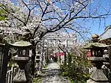 石宮神社脇の道路側の参道の桜。