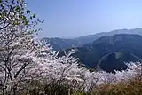 桜山