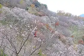 桜山
