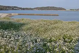 群生するハマダイコン(愛知県西尾市の佐久島にて)