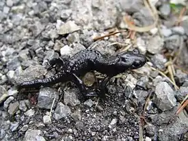 Salamandra atra Laurenti, 1768