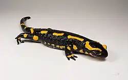 Salamandra salamandra