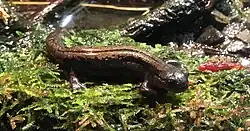 キタサンショウウオ