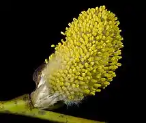 ヤナギの雄花