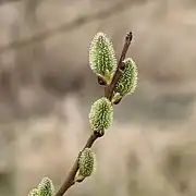 雌花穂