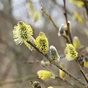 雄花穂