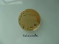 SS寒天培地の写真(Salmonella・Shigella・Escherichia Coli)等の発育が判り易いもの