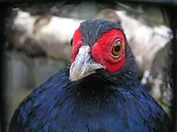 クロウチワキジL. inornata