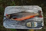 北極岩魚（英語版）は北部地域でのみ海で獲れる。鱒も湖や川でよく採れる。