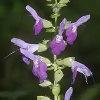 花冠の内面に広く毛があり、その毛の先が著しく尖って表面がざらつく