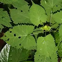 葉は対生し、三角状ほこ形