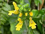 台湾産変種 Salvia nipponica var. formosana (Hayata) Kudo