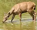 サンバーRusa unicolor