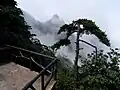 三清山上松樹