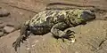 S. varius