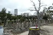 伐採された倒木（2019年1月）