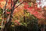 紅葉林（豊田市猿投町、2018年（平成30年）11月）