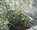 空堀近くにあるもう一つの井戸跡