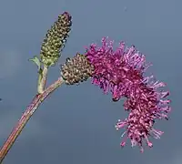 垂れ下がる花穂と蕾