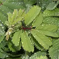 葉の縁に鋭い鋸葉がある
